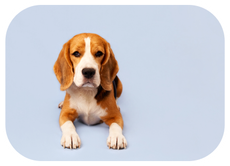 Pet Products
